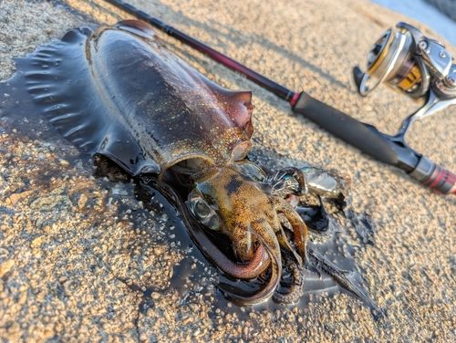 アオリイカの釣果
