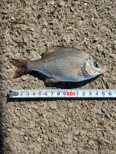 ウミタナゴの釣果