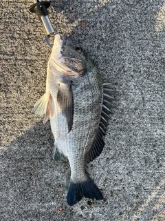 クロダイの釣果