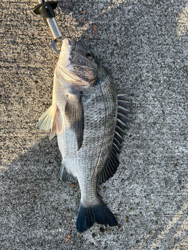 クロダイの釣果