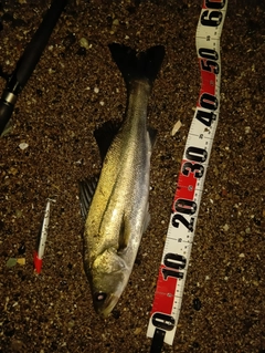 マダカ（マルスズキ）の釣果