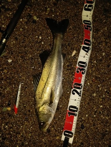 マダカ（マルスズキ）の釣果