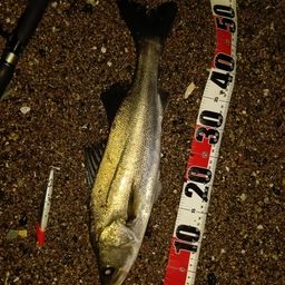 マダカ（マルスズキ）