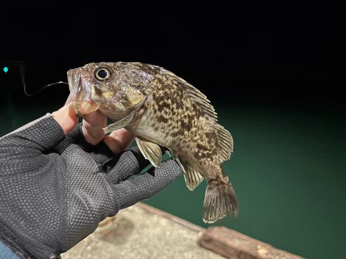 クロソイの釣果