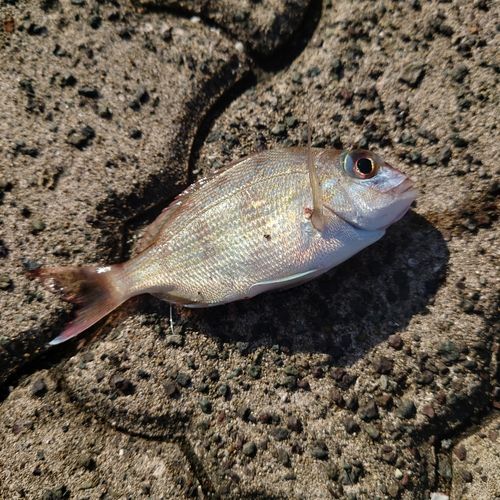 鞠山海遊パーク