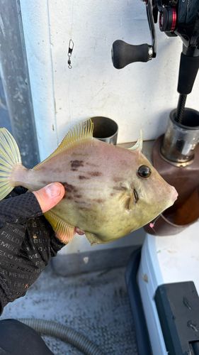 カワハギの釣果