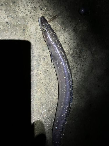 熱海港海釣り施設