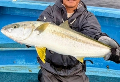 ヒラマサの釣果