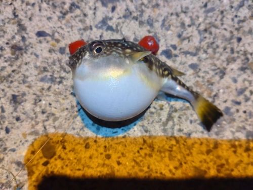 クサフグの釣果