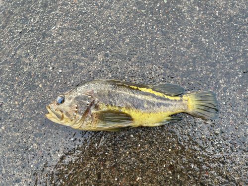 シマゾイの釣果