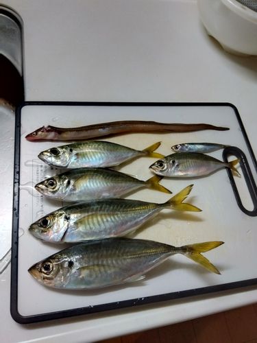 アジの釣果