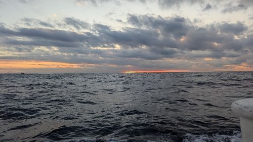 ヤリイカの釣果