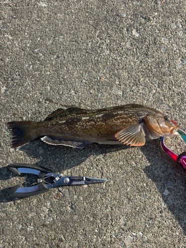 アブラコの釣果