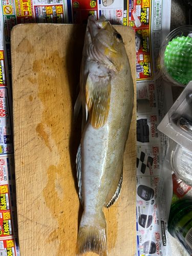 アイナメの釣果