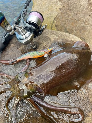 アオリイカの釣果
