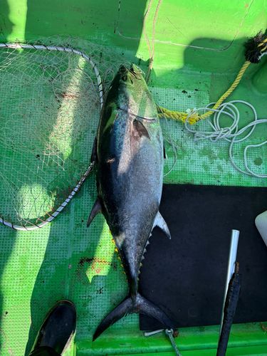 クロマグロの釣果