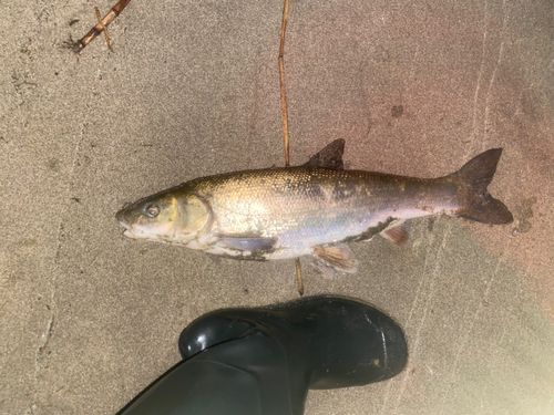 マルタウグイの釣果