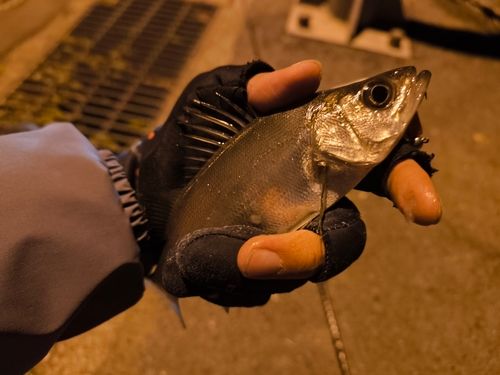 セイゴ（ヒラスズキ）の釣果