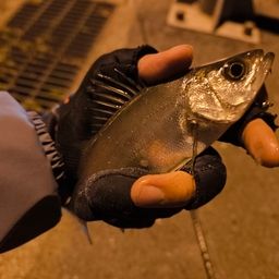 セイゴ（ヒラスズキ）