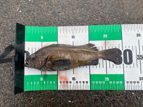 エゾメバルの釣果