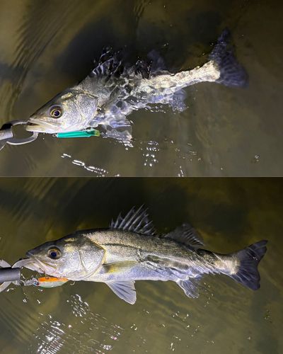 シーバスの釣果