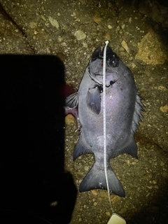 イシダイの釣果