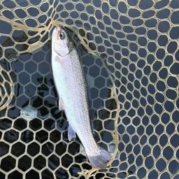 レインボートラウト