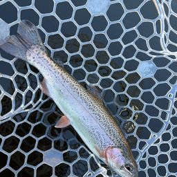 レインボートラウト