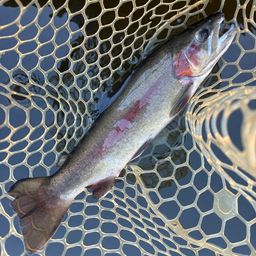 レインボートラウト