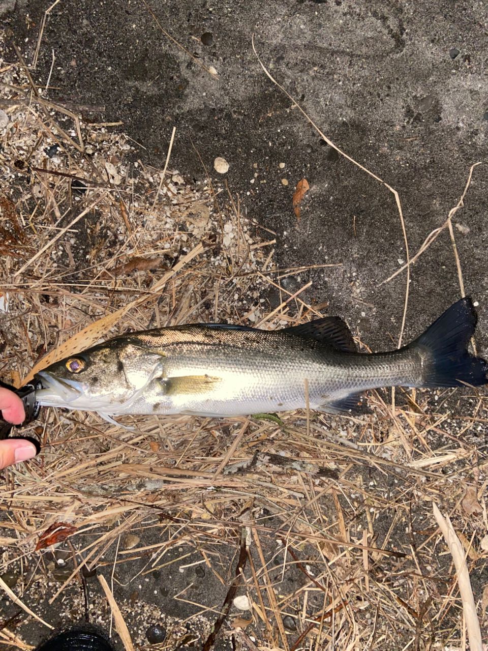 セイゴ（タイリクスズキ）