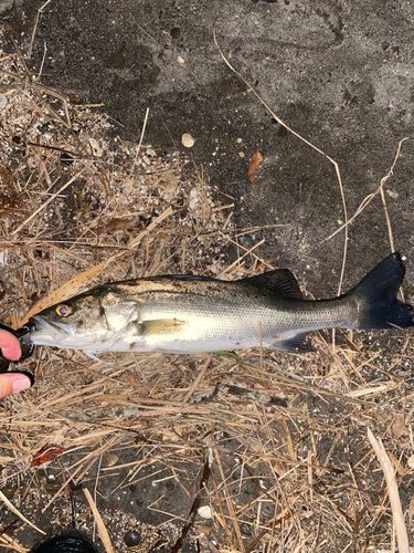 セイゴ（タイリクスズキ）の釣果