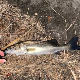 セイゴ（タイリクスズキ）