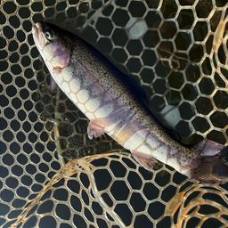 レインボートラウト