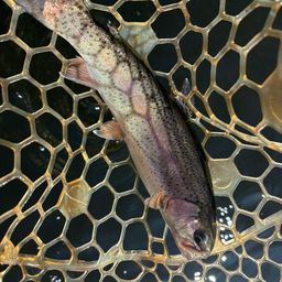 レインボートラウト