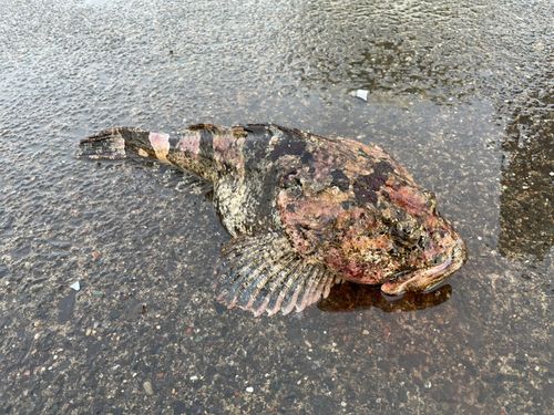 マカジカの釣果