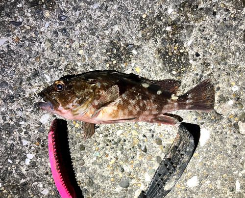 カサゴの釣果