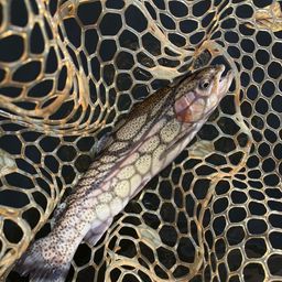 レインボートラウト