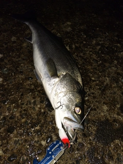 スズキの釣果