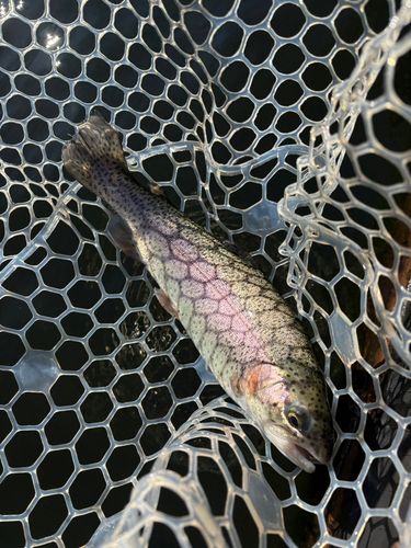 ハミングバード通天湖