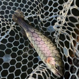 レインボートラウト