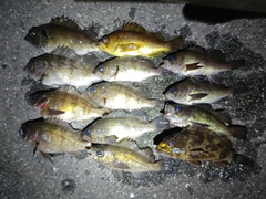 シロメバルの釣果