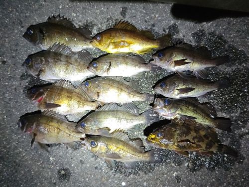 シロメバルの釣果