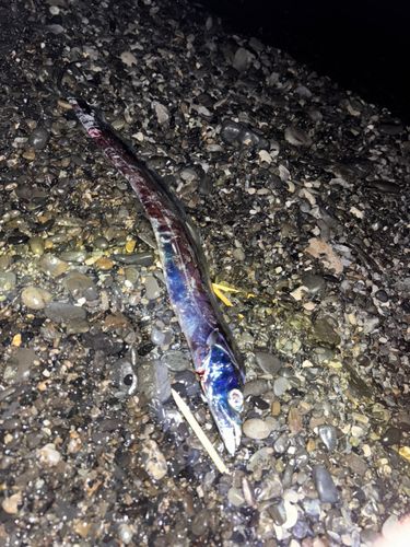 タチウオの釣果