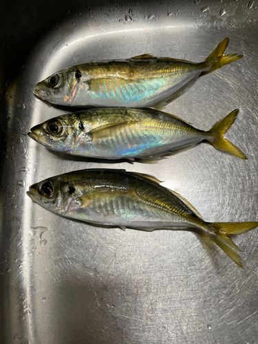 本牧海づり施設