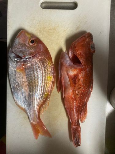 アマダイの釣果