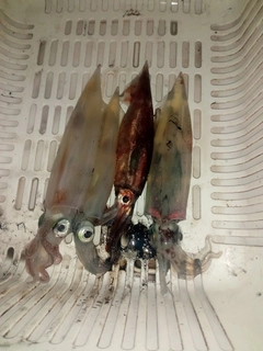 ヤリイカの釣果