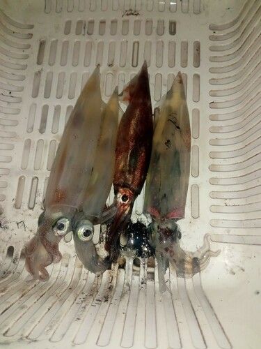 ヤリイカの釣果