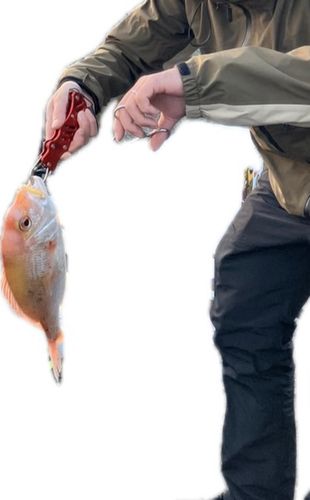 レンコダイの釣果