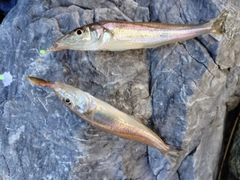 シロギスの釣果