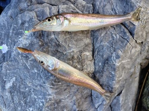 三陸海岸（青森）